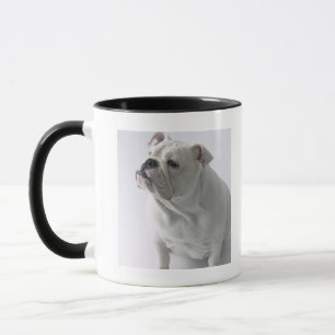 Weiße englische Bulldogge, die im Studio sitzt, Tasse
