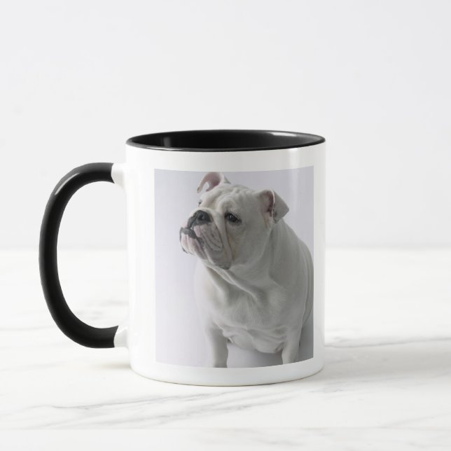 Weiße englische Bulldogge, die im Studio sitzt, Tasse (Links)