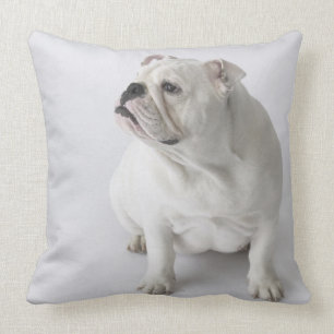 Weiße englische Bulldogge Kissen