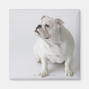 Weiße englische Bulldogge Magnet