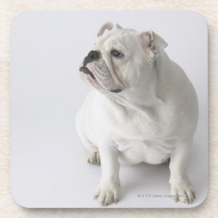 Weiße englische Bulldogge Untersetzer