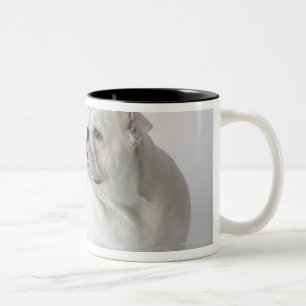 Weiße englische Bulldogge Zweifarbige Tasse