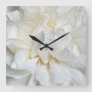 Weiße englische Rose Nahaufnahme Quadratische Wanduhr