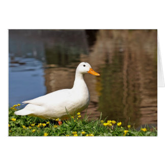 weiße Ente001