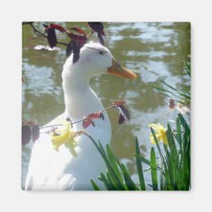 Weiße Ente in Daffodien Magnet