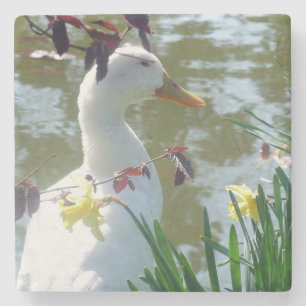 Weiße Ente in gelben Affodien Untersetzer