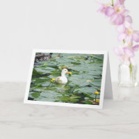 Weiße Ente in Lily Pond