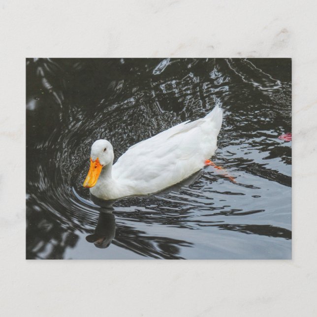 Weiße Ente. Roath Park Lake, Cardiff, Wales. Postkarte (Vorderseite)