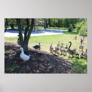 WEISSE ENTE UND GANS-PLAKAT POSTER