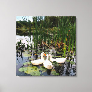 Weiße Enten, Lilienpads, Fesseln, Seeufer Leinwanddruck