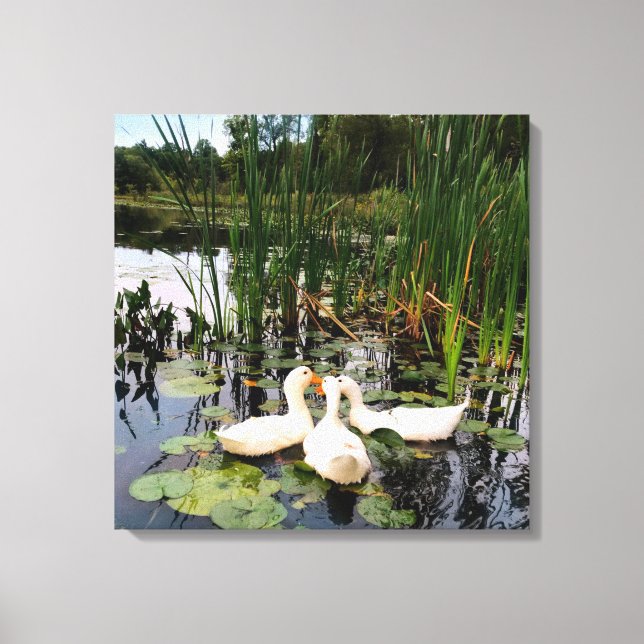 Weiße Enten, Lilienpads, Fesseln, Seeufer Leinwanddruck (Vorderseite)