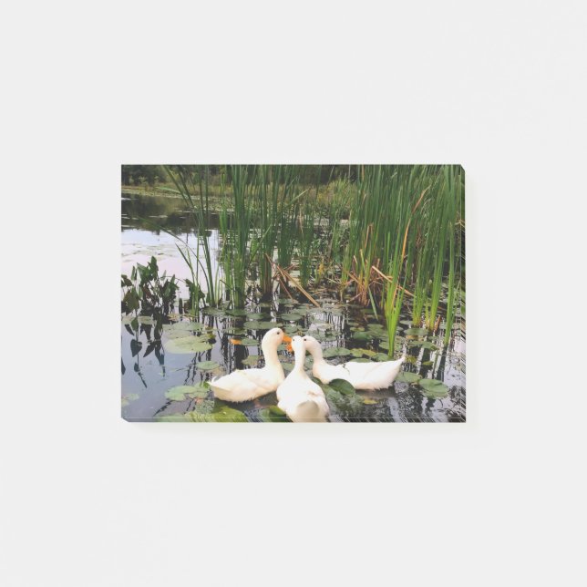 Weiße Enten, Lilienpads, Fesseln, Seeufer Post-it Klebezettel (Vorderseite)