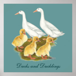 Weiße Enten und Entlein Poster