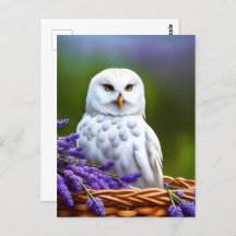 Weiße Eule in Lavendel, Postüberquerung