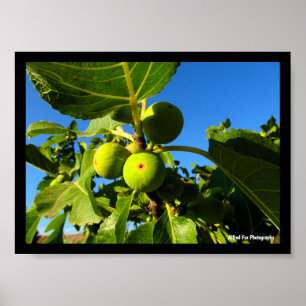 Weiße Feigen Blauer Himmel Poster