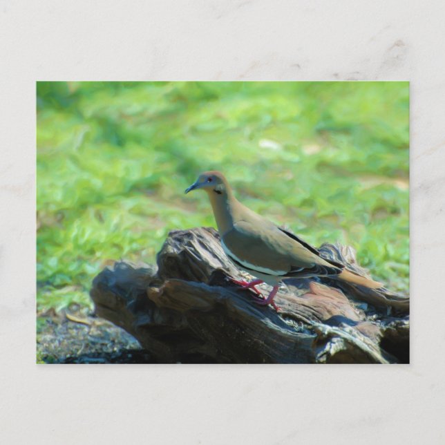 Weiße Flügeltaube Postkarte (Vorderseite)