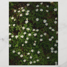 Weiße Frühlingsblumen im Wald Scrapbook Papier