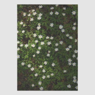 Weiße Frühlingsblumen im Wald Seidenpapier