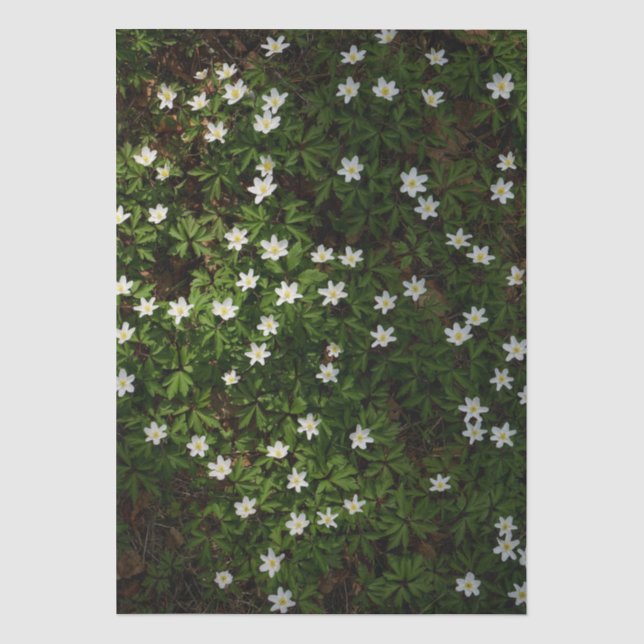 Weiße Frühlingsblumen im Wald Seidenpapier (Vorderseite)