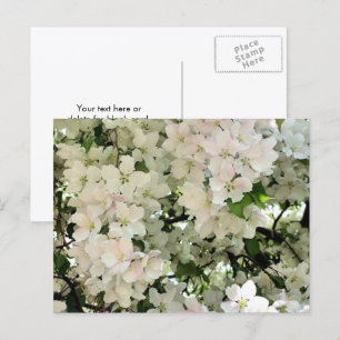Weiße Frühlingsblüten Blumenfotografie Postkarte