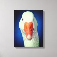 Weiße Gänse