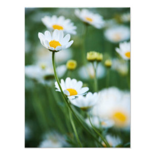 Weiße Gänseblümchen auf einem Feld - Individuelles Fotodruck