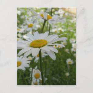 Weiße Gänseblümchen-Blume Postkarte