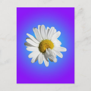 Weiße Gänseblümchen-Blumen Florale lila blaue Abst Postkarte