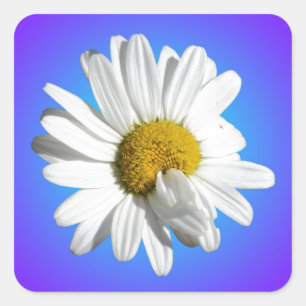 Weiße Gänseblümchen-Blumenflorale lila blaue Abstu Quadratischer Aufkleber