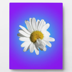Weiße Gänseblümchen-Blumenflorale lila blaue Farbv Fotoplatte