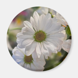 Weiße Gänseblümchen-Magnet Magnet