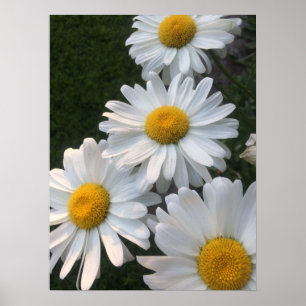 Weiße Gänseblümchen Poster