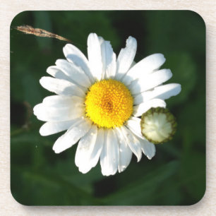 Weiße Gänseblümchen Untersetzer