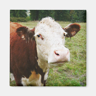 Weiße gegenübergestellte Rindfleisch-Kuh Magnet