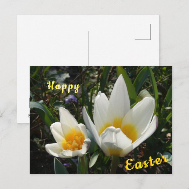 Weiße Gelbe Tulips Happy Oster Postkarte (Vorne/Hinten)