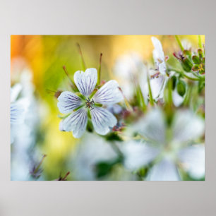 Weiße Geranienblüten-Abstrakt-Naturfotografie Poster