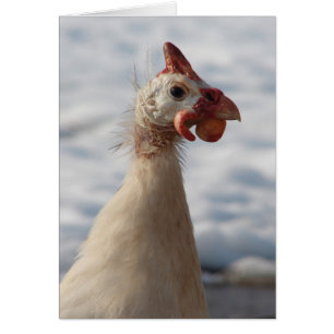 Weiße Guinea