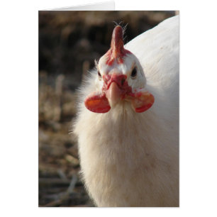 Weiße Guinea