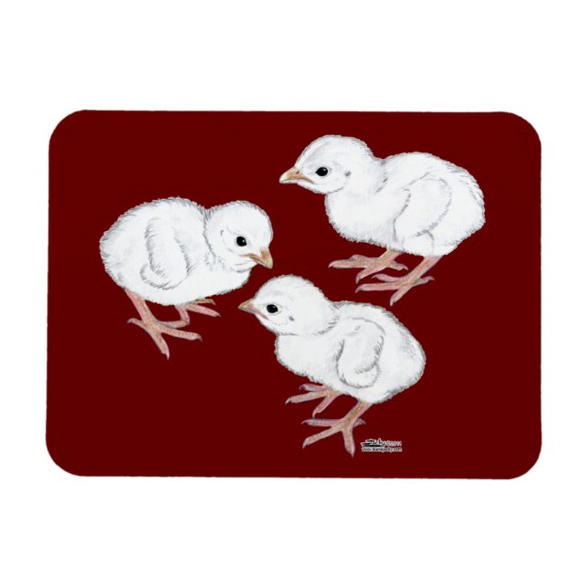 Weiße Guinea Magnet (Horizontal)