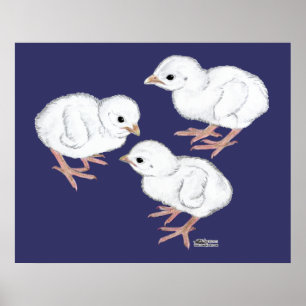 Weiße Guinea Poster