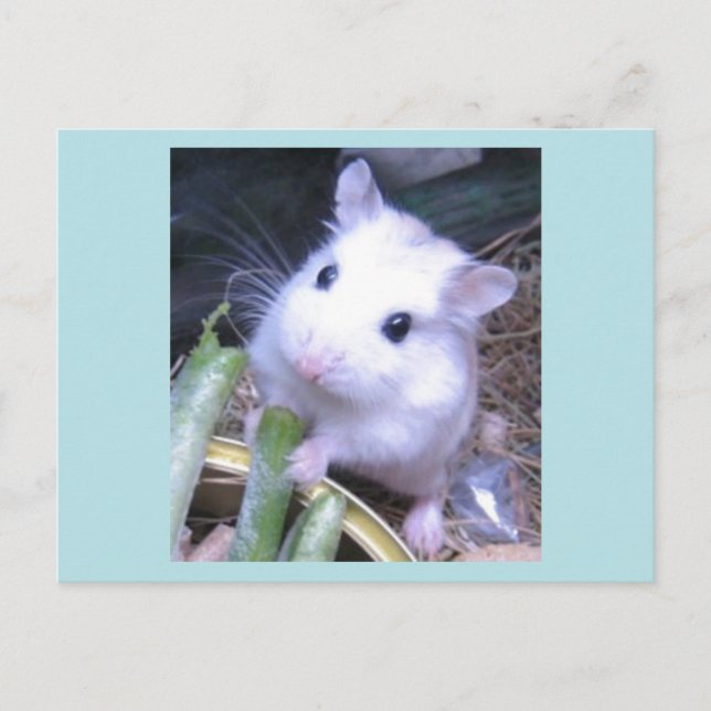 Weiße Hamster Postkarte (Vorderseite)