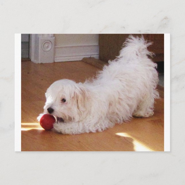 Weiße Havanese Welpe spielen mit Red Ball Postkarte (Vorderseite)
