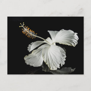 Weiße Hibiskusblume Seitenansicht Postkarte
