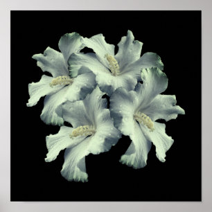 Weiße Hibiskusblumen Bouquet Poster