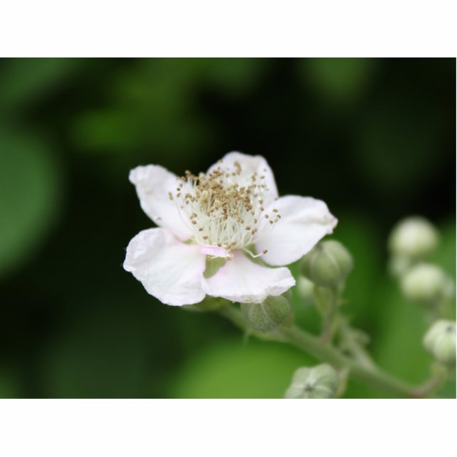Weiße Himbeere Blume. Freistehende Fotoskulptur (Vorne)