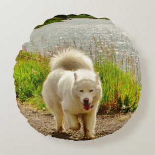Weiße husky blaue Augen: Rundes Kissen