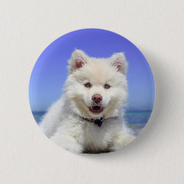 Weiße Husky-Welpe mit blauen Augen Button