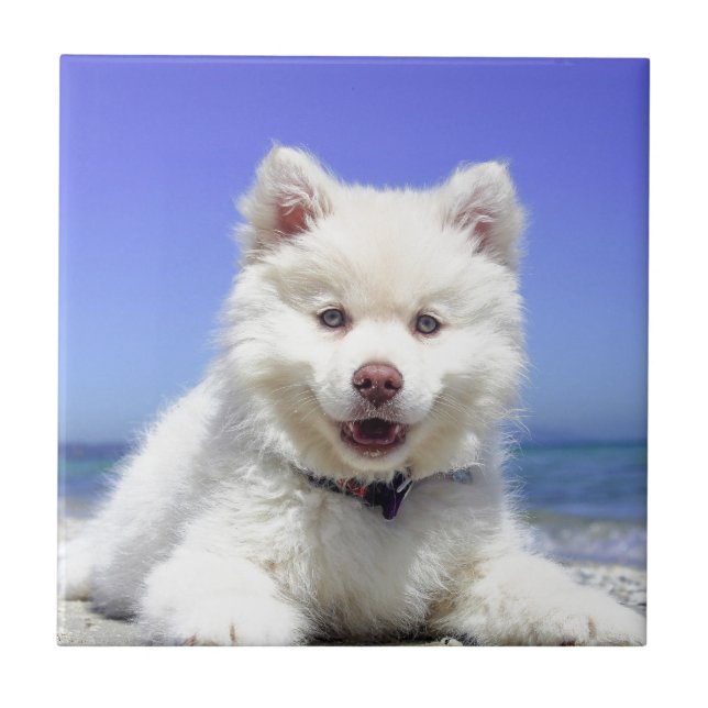 Weiße Husky-Welpe mit blauen Augen Fliese (Vorderseite)