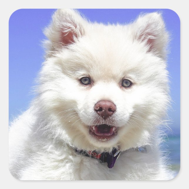 Weiße Husky-Welpe mit blauen Augen Quadratischer Aufkleber (Vorderseite)