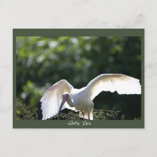 Weiße Ibis-Postkarte Postkarte